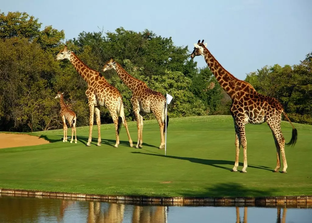 Golf and leisure around Kruger and the Lowveld