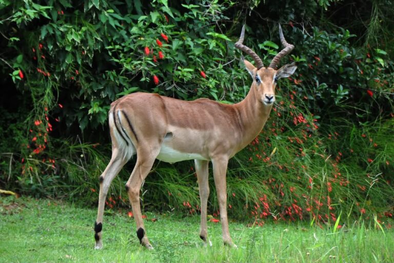 Kruger Park Lodge 7 1 768x512