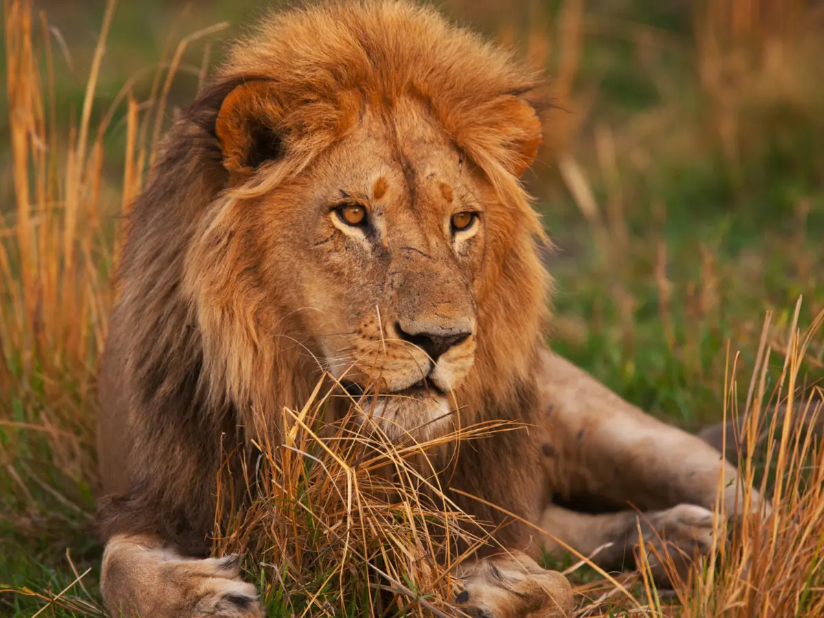 Kruger National Park