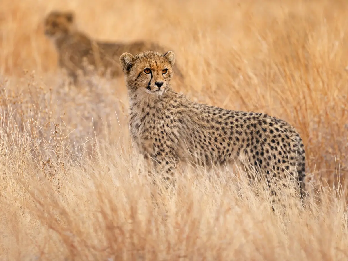 Explore Kruger National Park