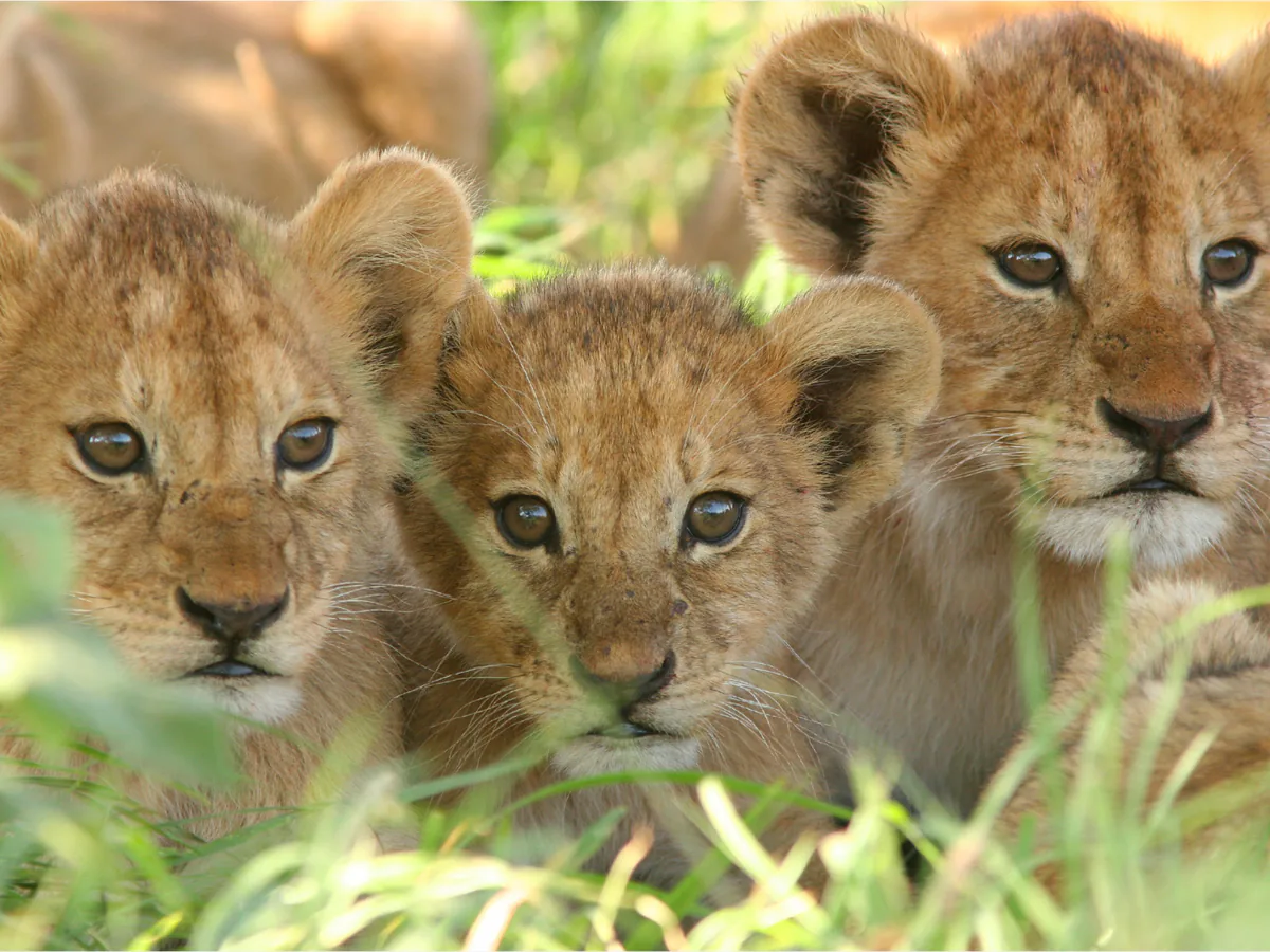 Wildlife photography around Kruger