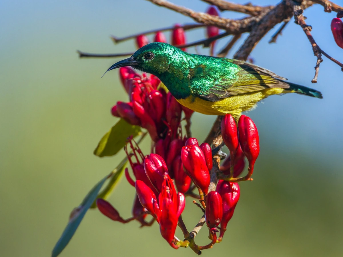 Wildlife photography around Hoedspruit