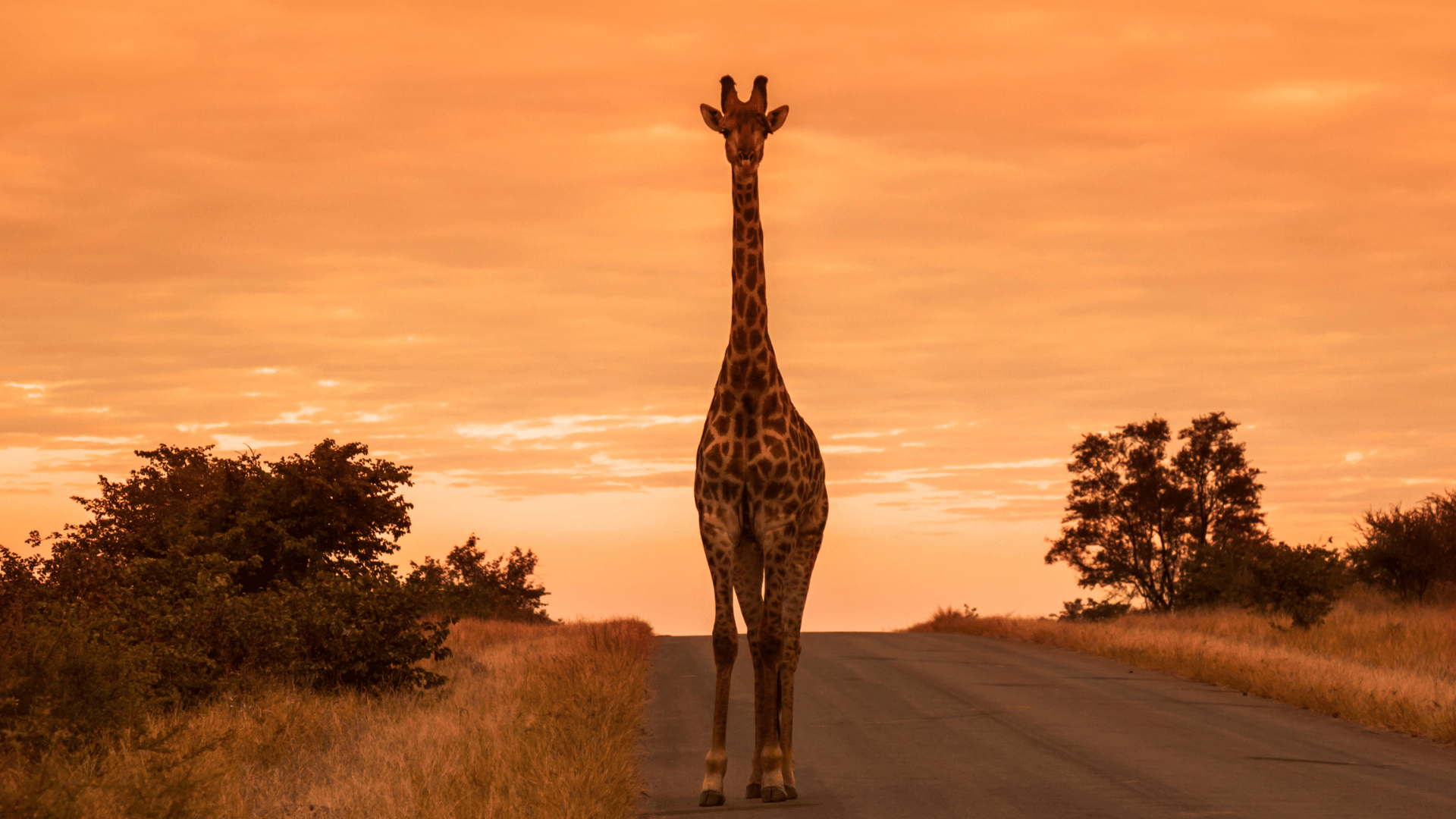 Wildlife photography in the Lowveld
