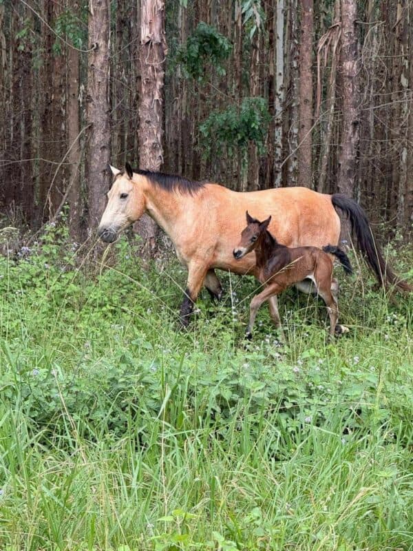Famous free-roaming horses around Kaapsehoop