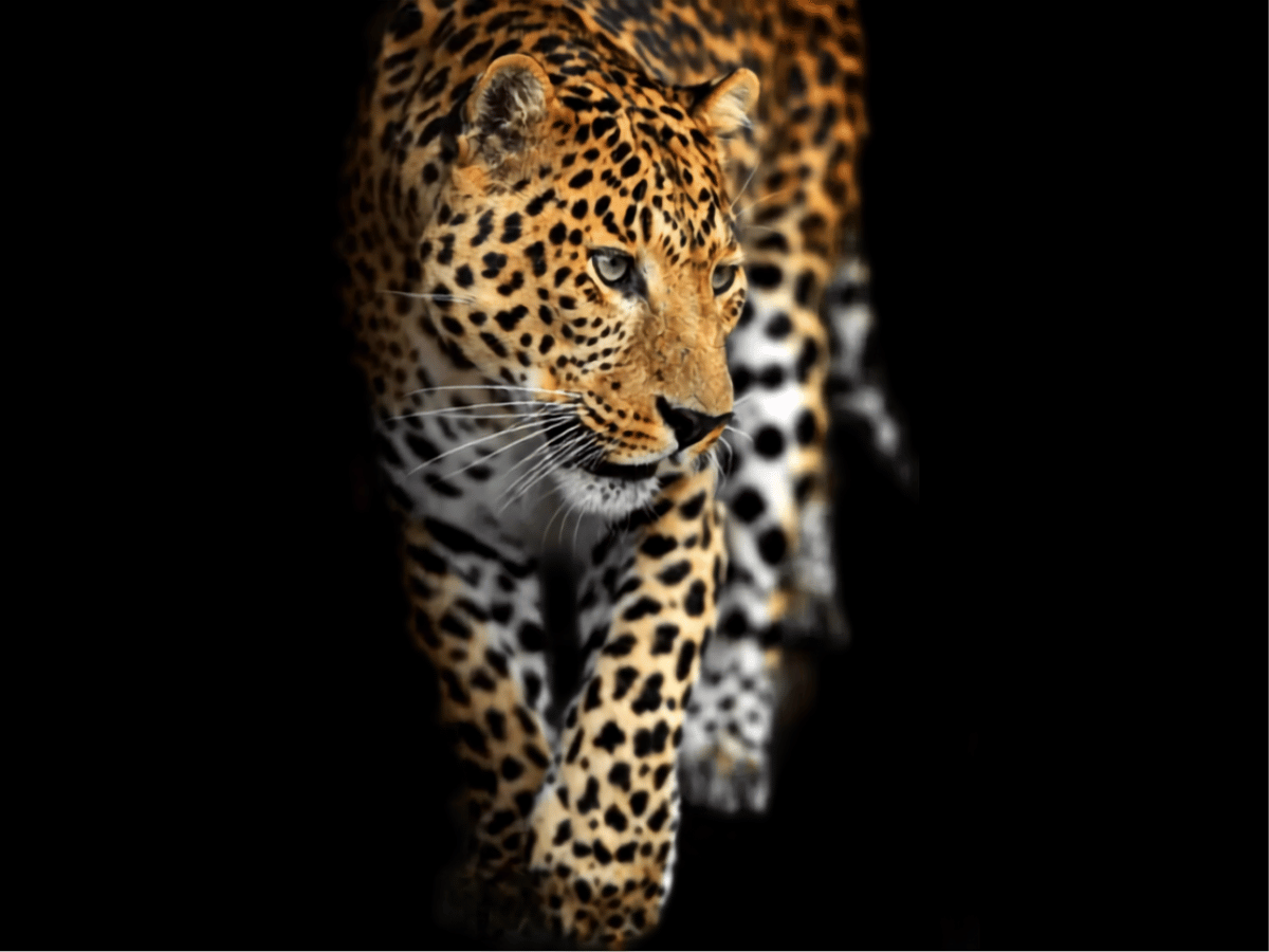 Wildlife and landscape photography around Kruger and the Lowveld