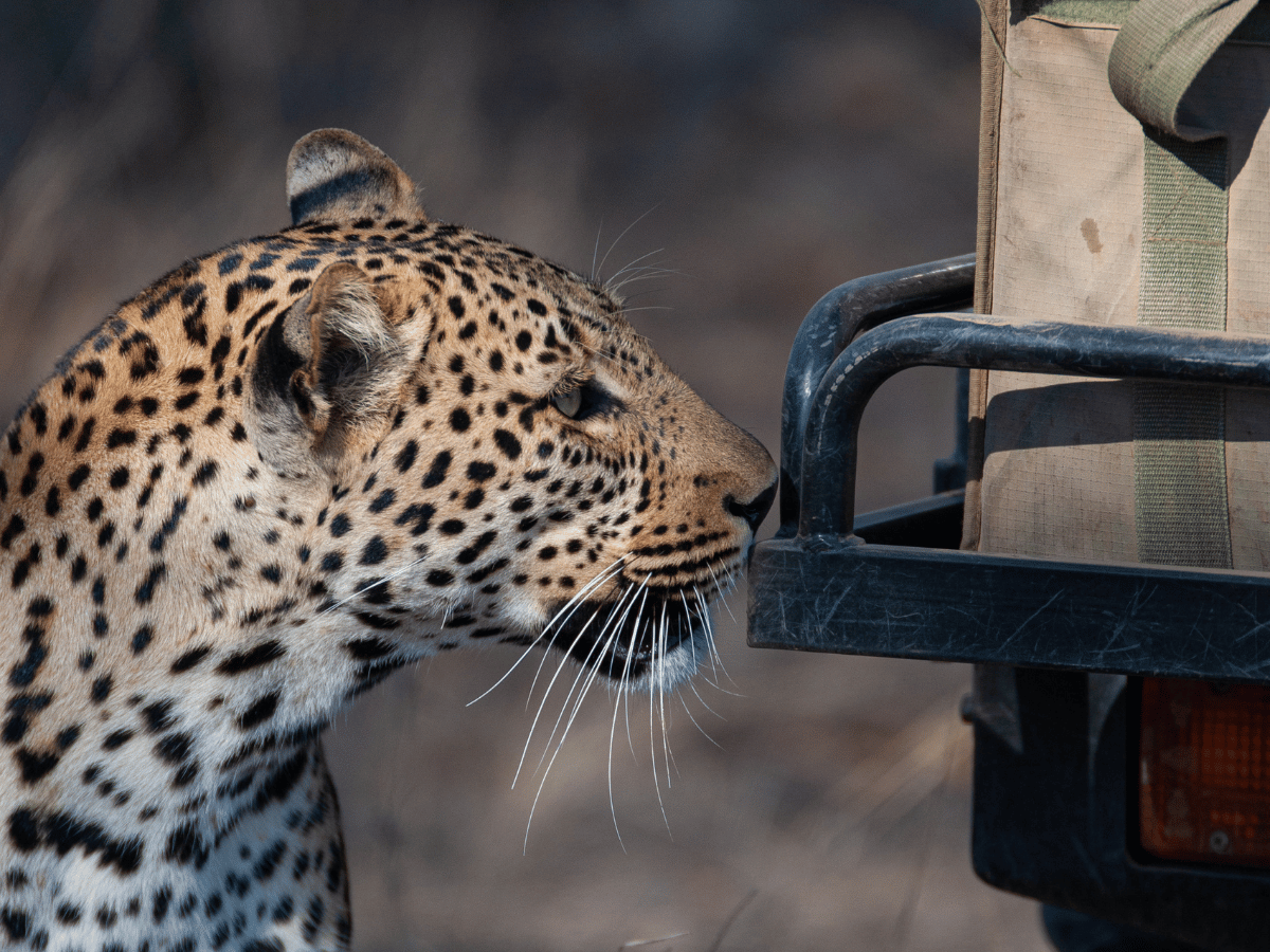 Planning travel around Kruger National Park and the Lowveld