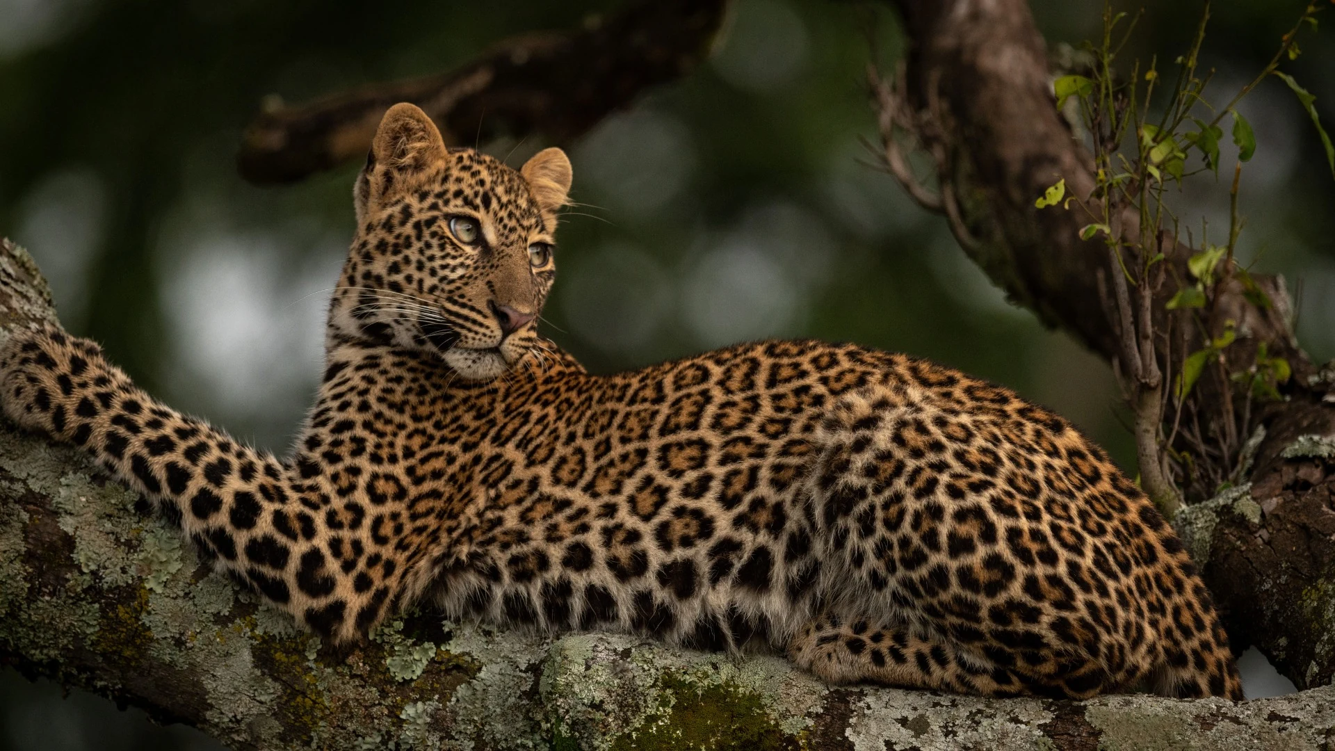 WOK Curated Experiences around Kruger and the Lowveld