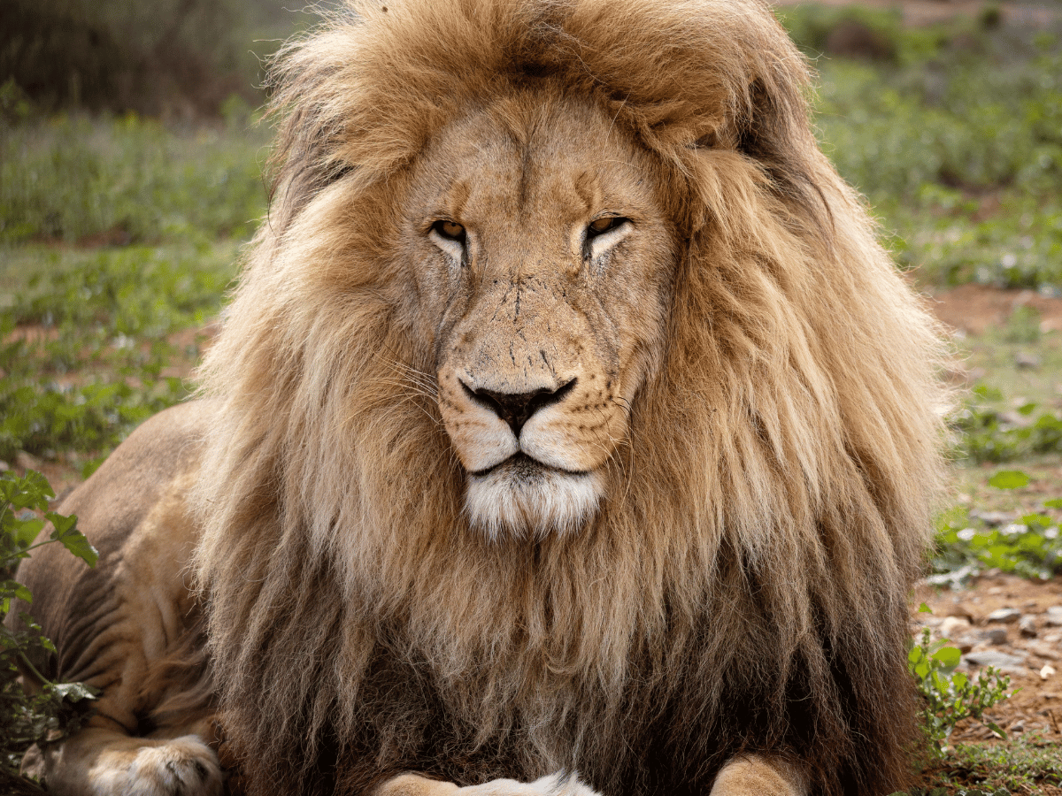Safari and wildlife in central and northern Kruger