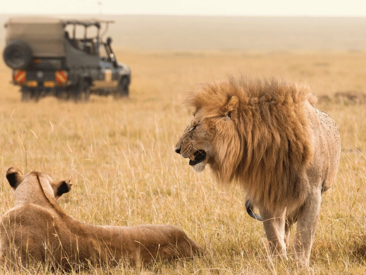 Safari and wildlife in Kruger