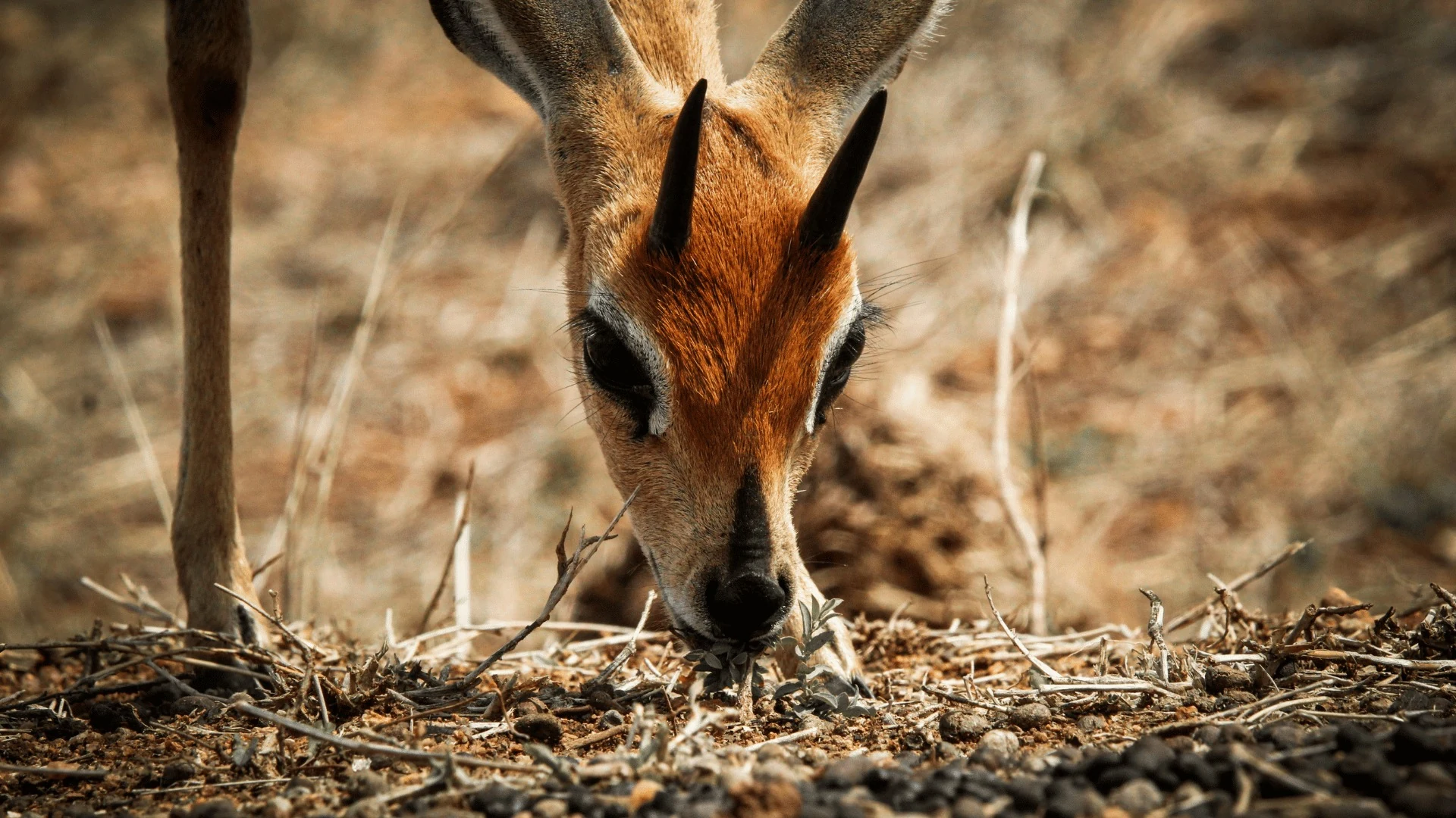 Discover Kruger, the Lowveld and Panorama Route