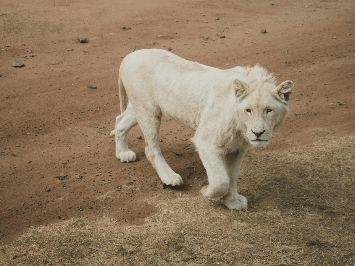 Safari and wildlife