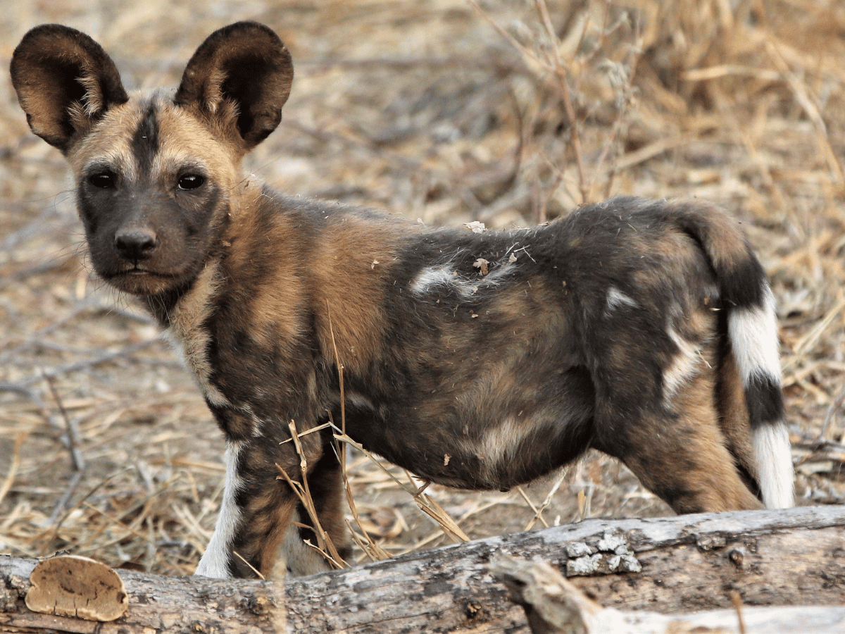 Letaba and central Kruger